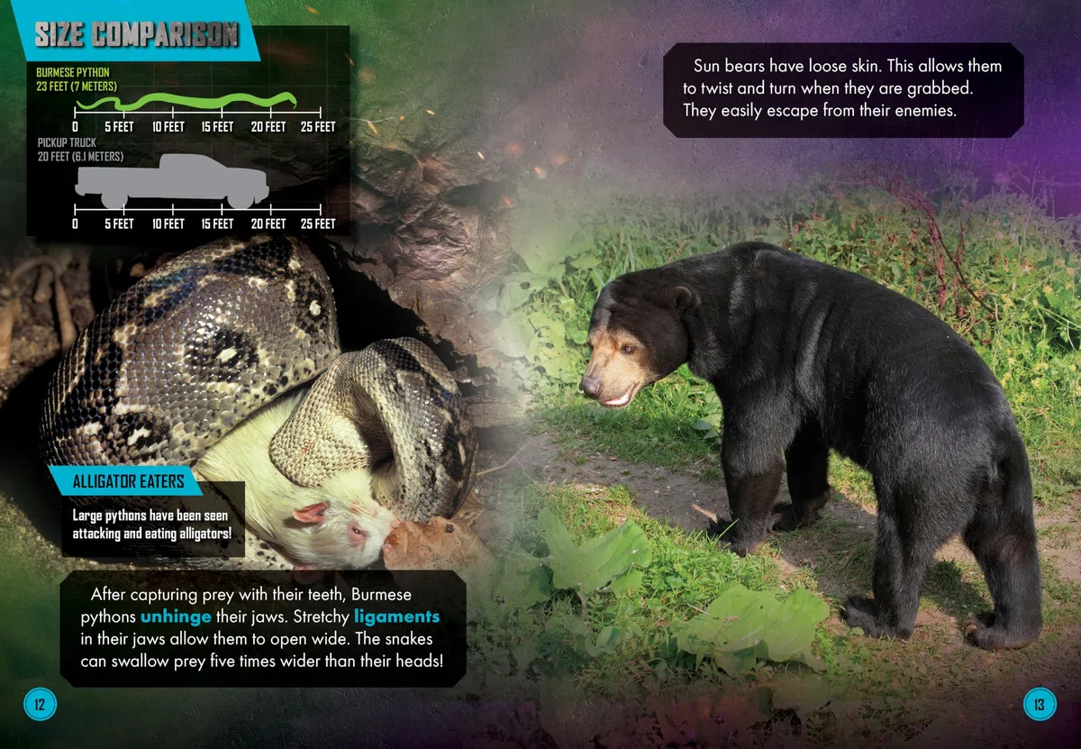 Burmese Python Vs. Sun Bear