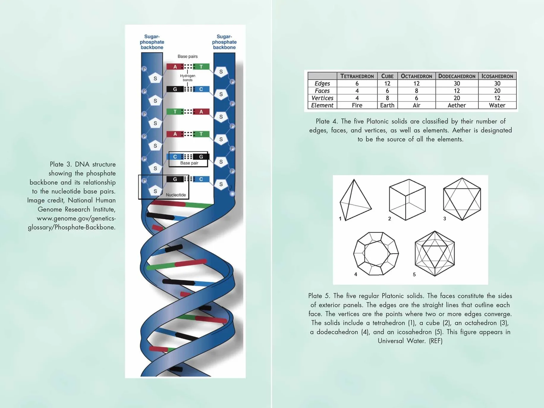 Activating Our 12-stranded DNA: Secrets of Dodecahedral DNA for Completing Our Human Evolution