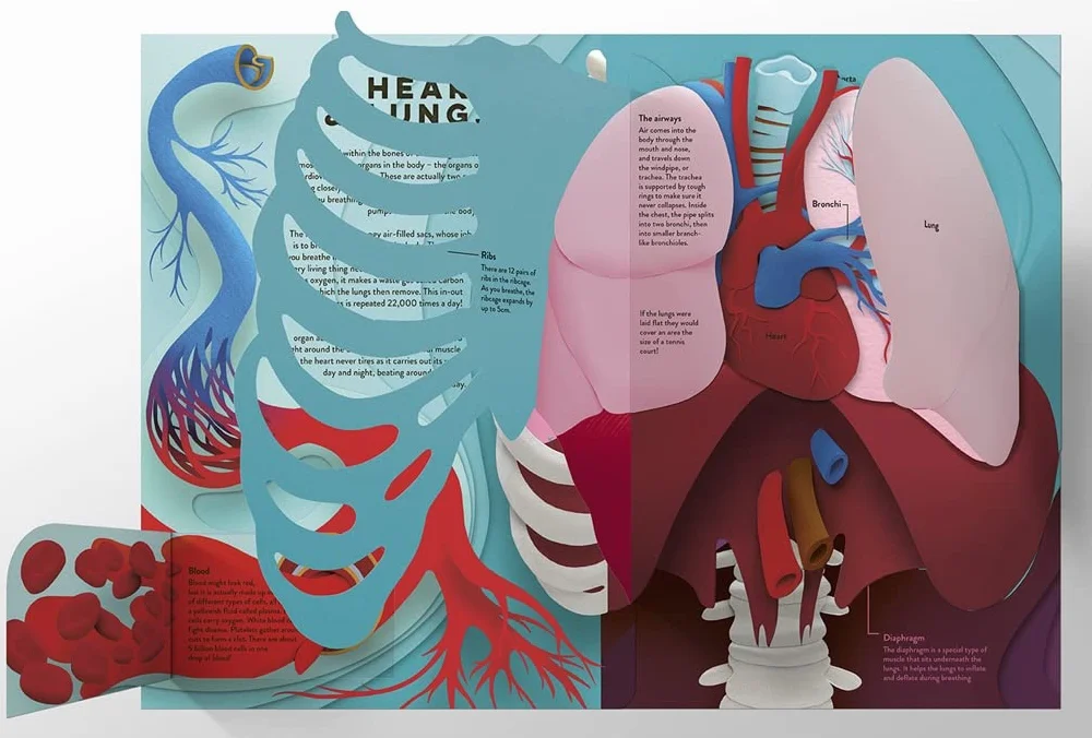 Templar Publishing: Human Body : A fact-packed novelty book with 40 flaps to lift!