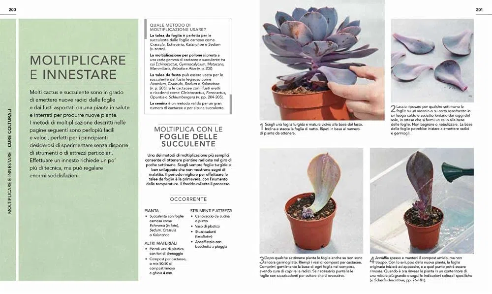 Cactus e succulente. Scelta, coltivazione, disposizione e cura di oltre 200 piante tutte spettacolari