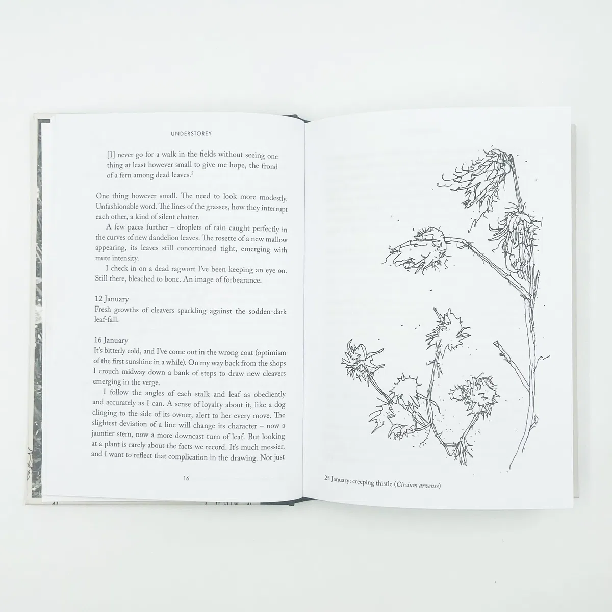 Understorey: A Year Among Weeds
