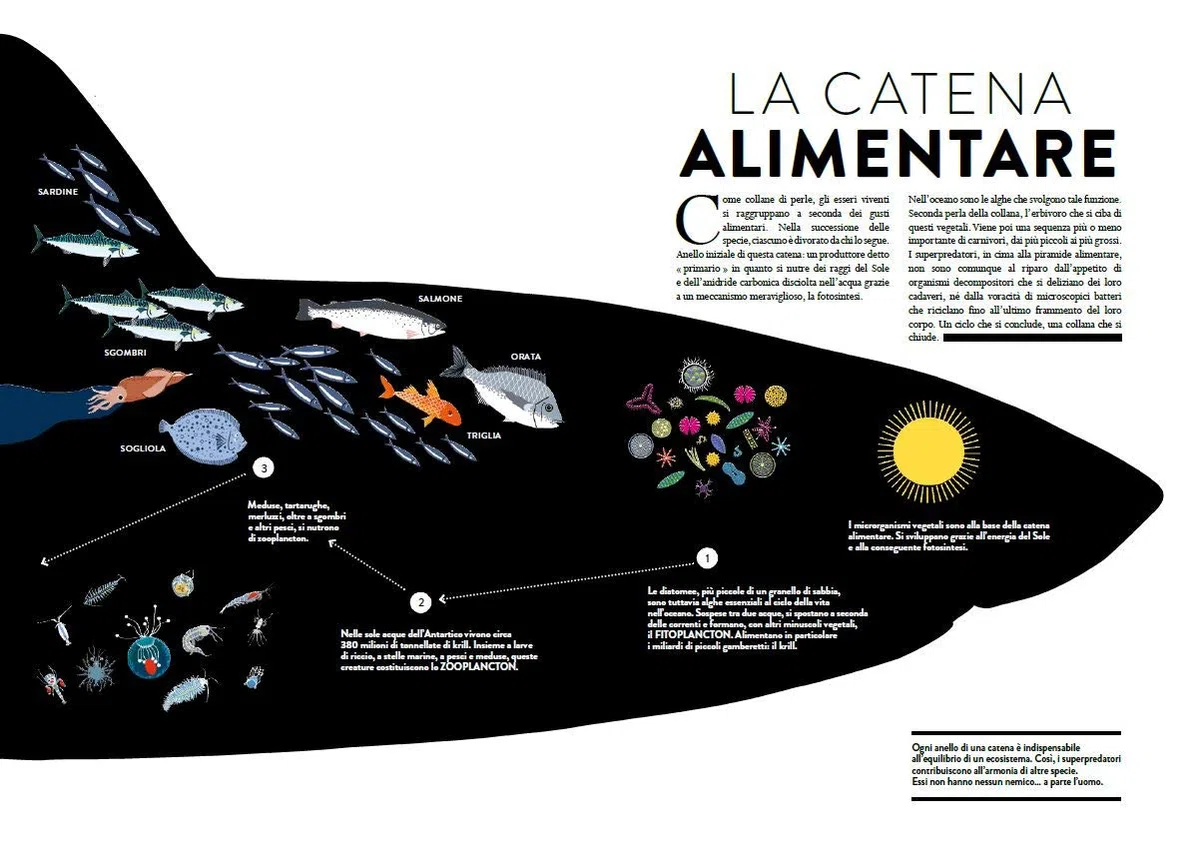Oceano. Tagli e animazioni per esplorare il mondo marino