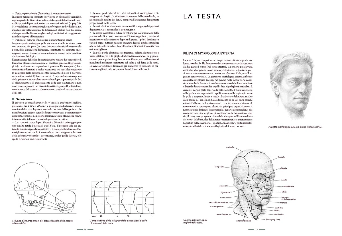 Anatomia per l'artista