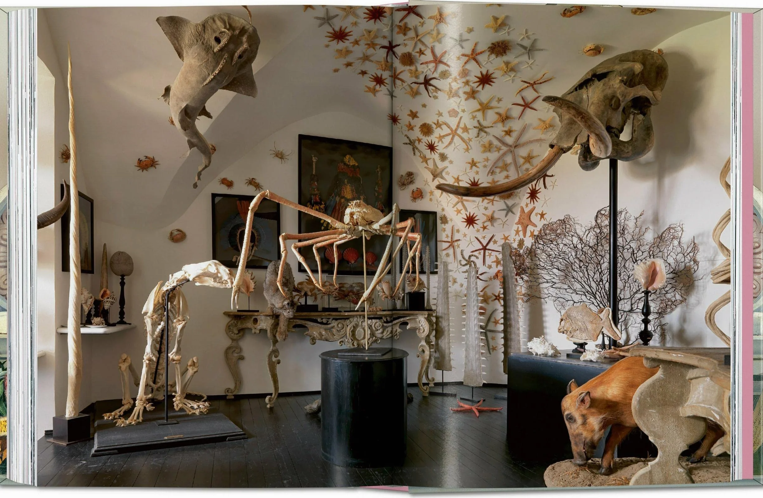 Massimo Listri: Cabinet of Curiosities. 45th Ed.