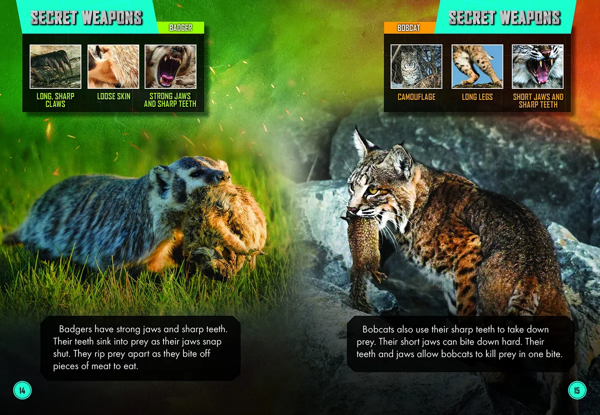 Badger Vs. Bobcat