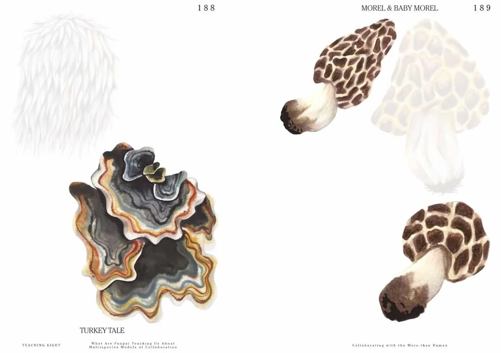 Let's Become Fungal!: Mycelium Teachings and the Arts: Based on Conversations With Indigenous Wisdom Keepers, Artists, Curators, Feminists and Mycologists