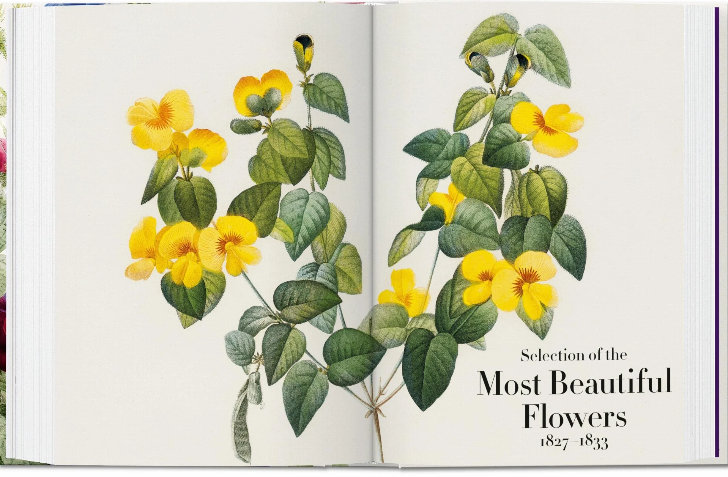 Redouté: The Book of Flowers. 45th Ed.
