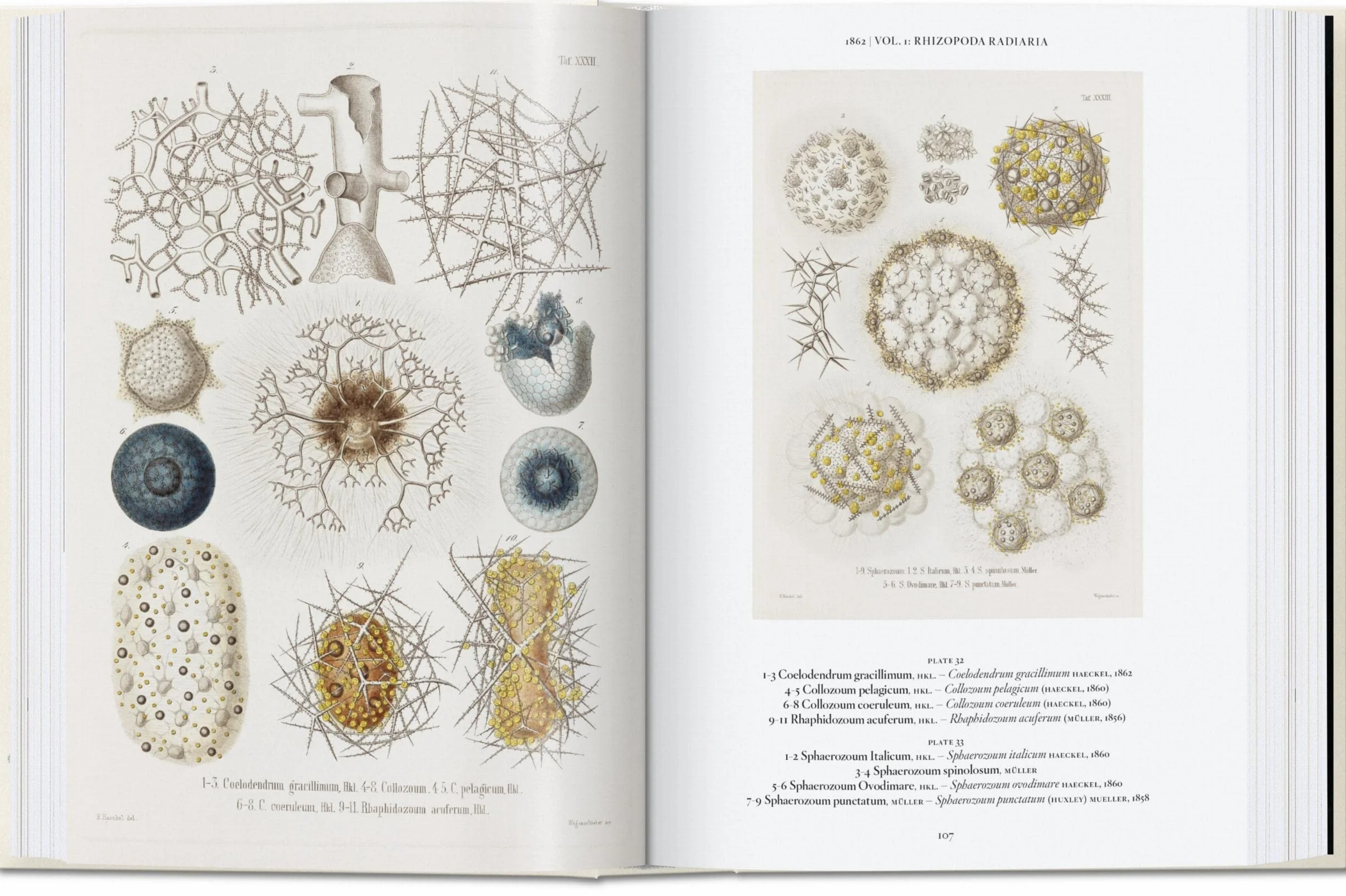 The Art and Science of Ernst Haeckel: 45th Ed.
