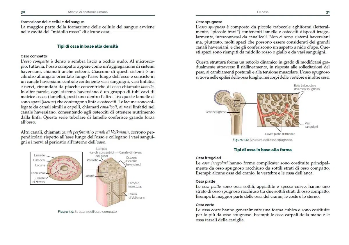 Atlante di anatomia umana. Guida pratica illustrata. Ediz. a colori