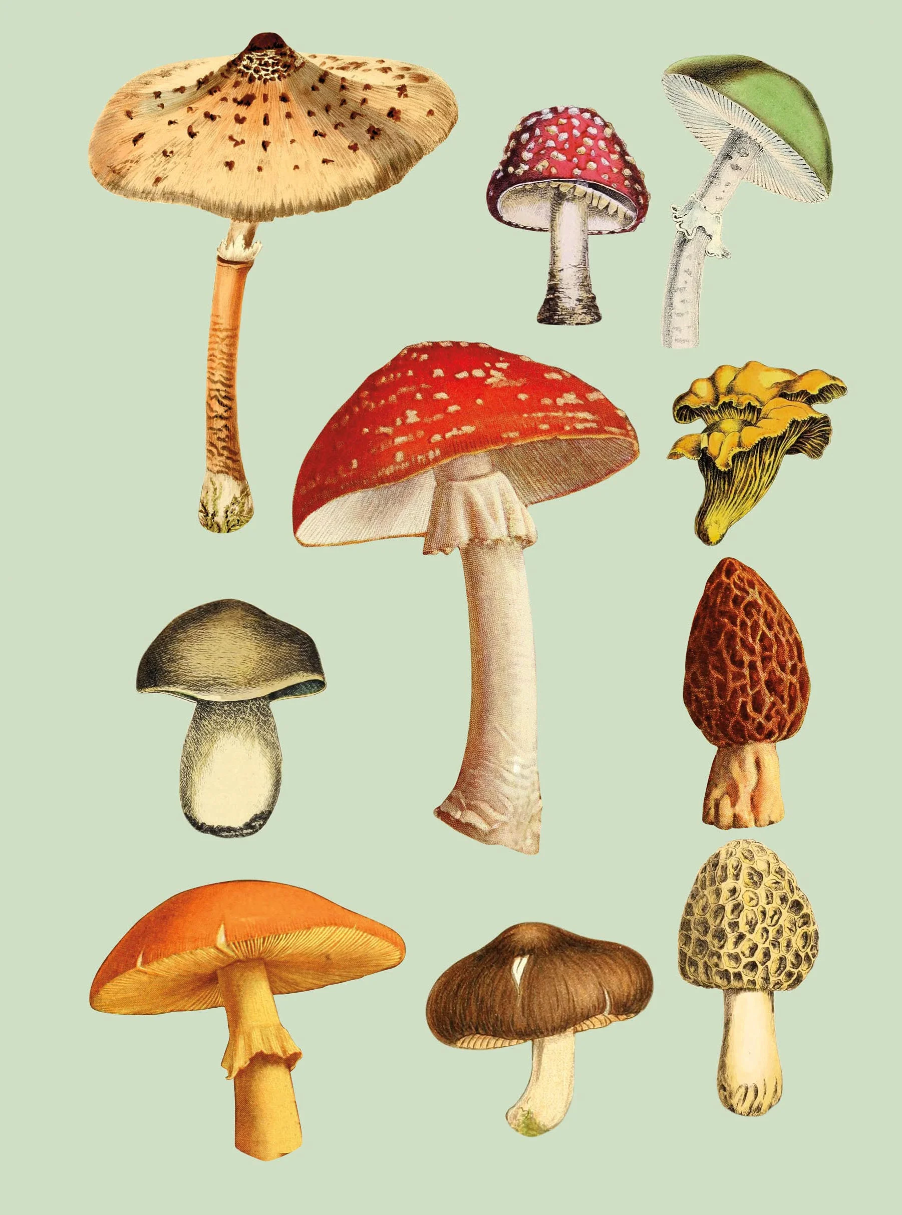 The Antiquarian Sticker Book : An Illustrated Compendium of Adhesive Ephemera