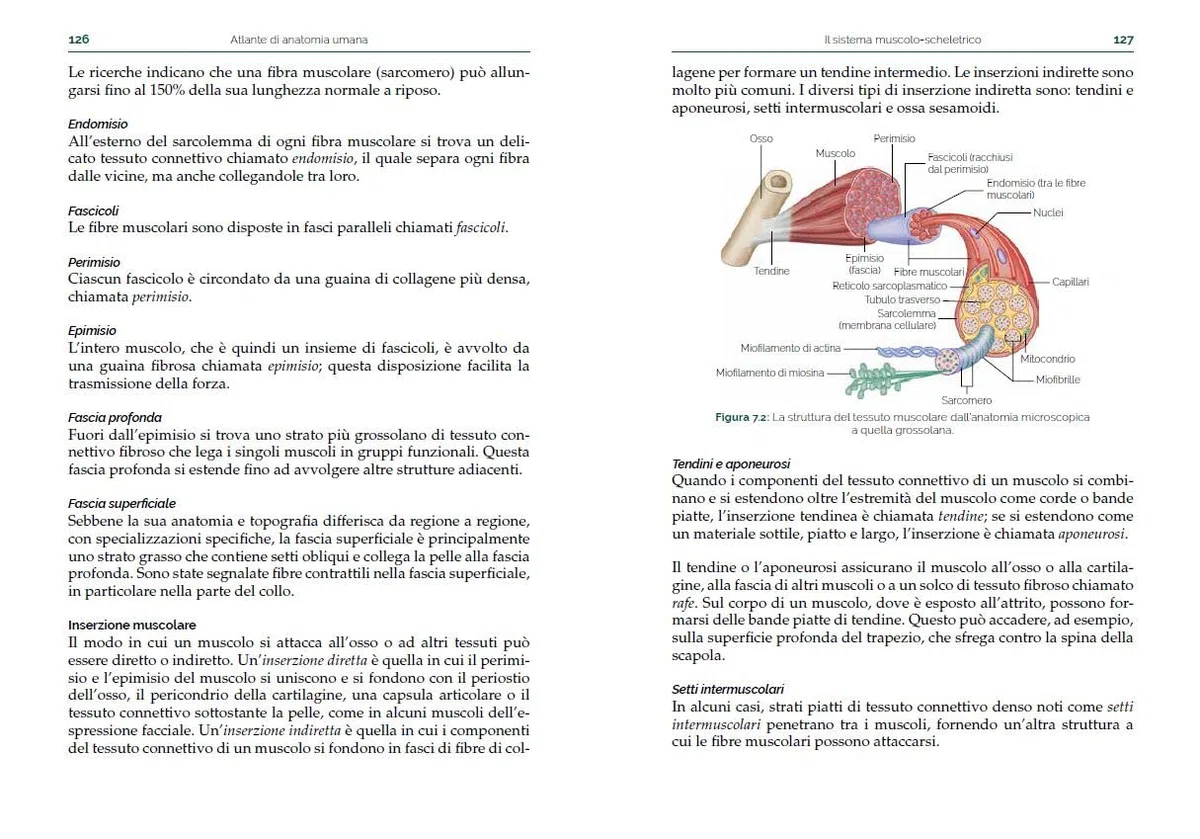 Atlante di anatomia umana. Guida pratica illustrata. Ediz. a colori