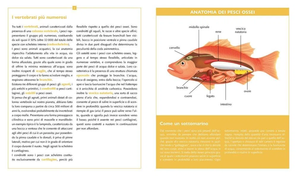 L'enciclopedia dei pesci. Ediz. a colori