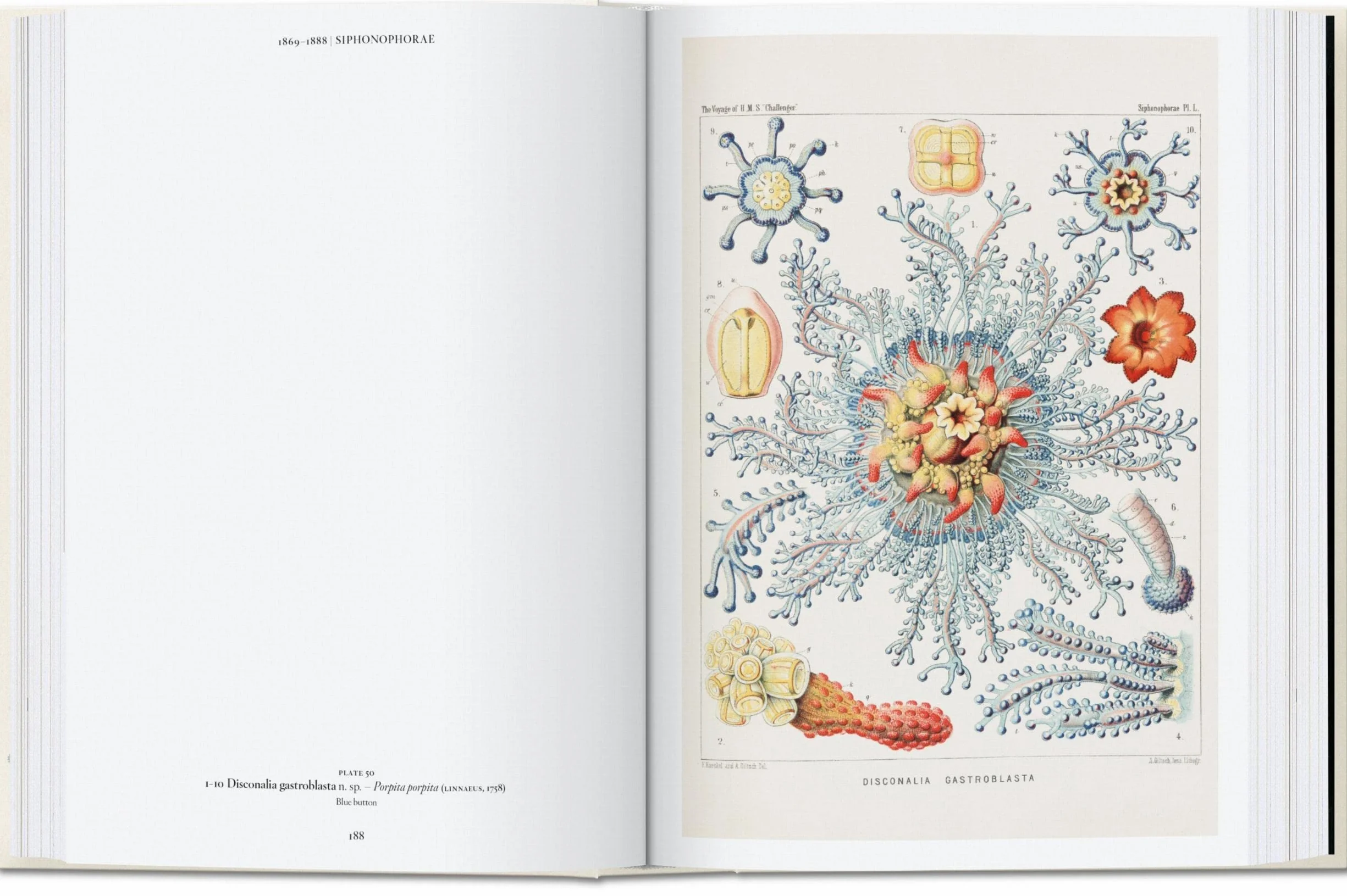 The Art and Science of Ernst Haeckel: 45th Ed.