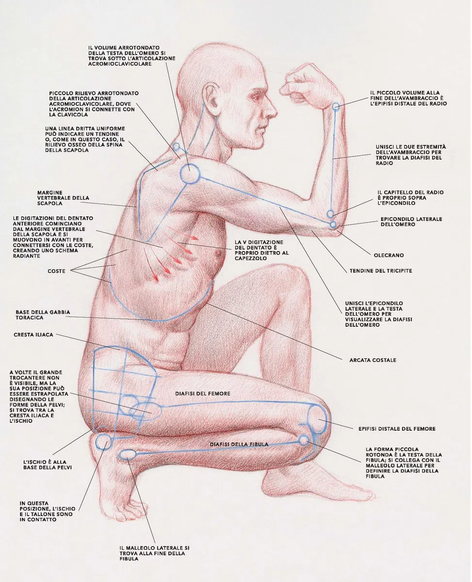 Anatomia artistica della figura umana in movimento