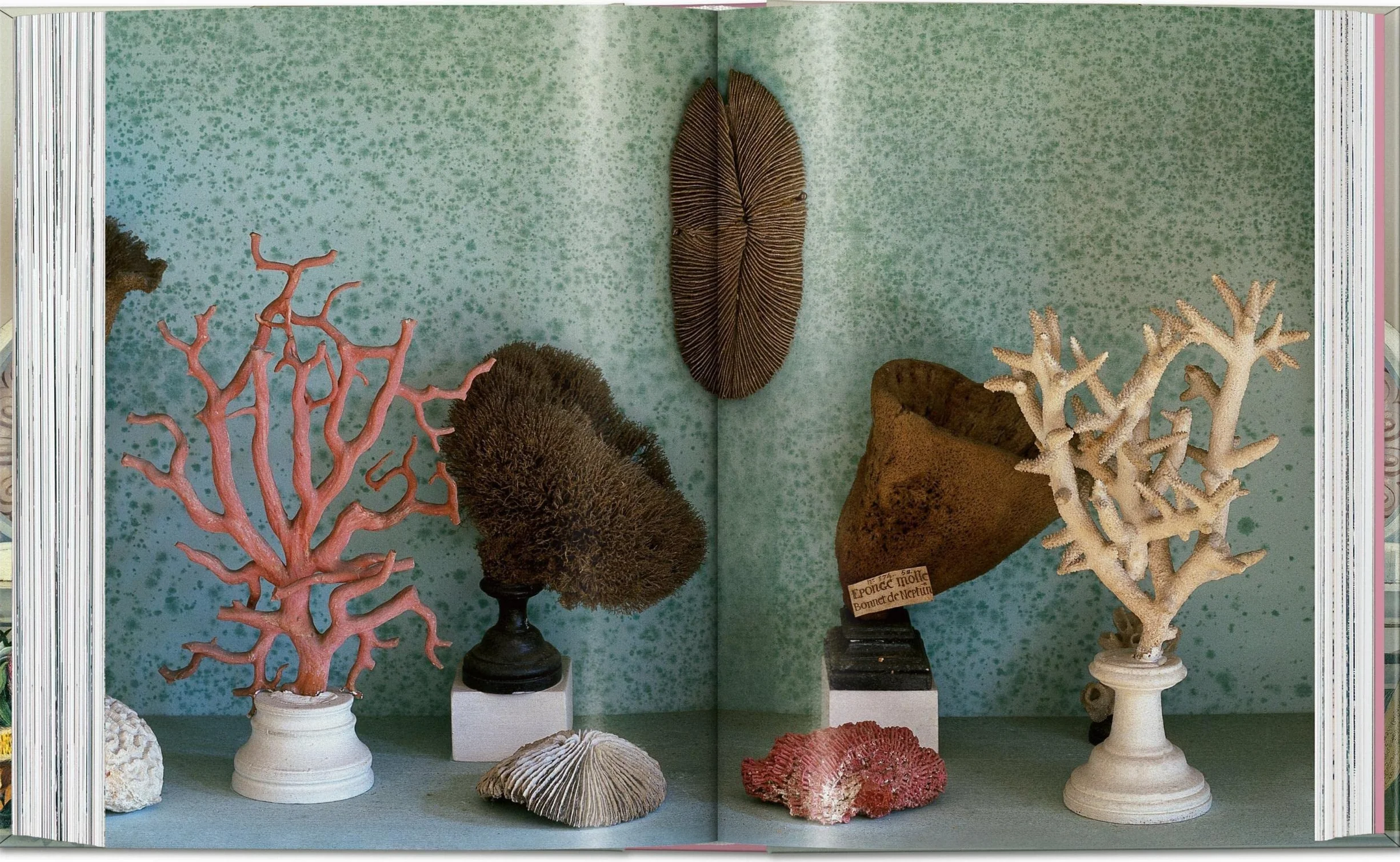 Massimo Listri: Cabinet of Curiosities. 45th Ed.