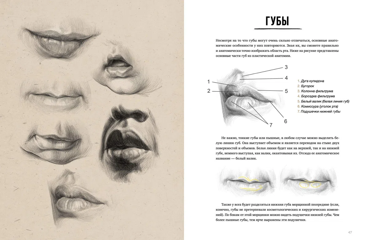 Imparare a Disegnare Ritratti - Come Disegnare dalla A alla Z - Ritratto a Matita: Nozioni di Anatomia Artistica, Luce, Ombreggiatura, Composizione: ... Светотени Драпировка Наброски Композиция