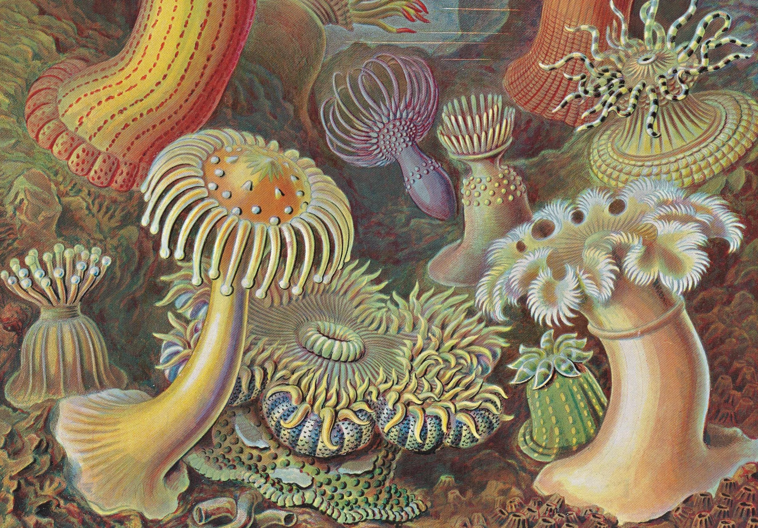 The Art and Science of Ernst Haeckel: 45th Ed.
