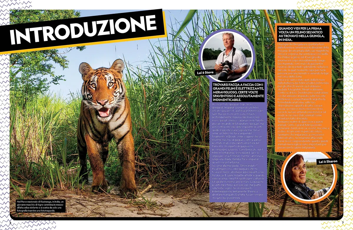 Il grande libro dei felini. Ediz. a colori
