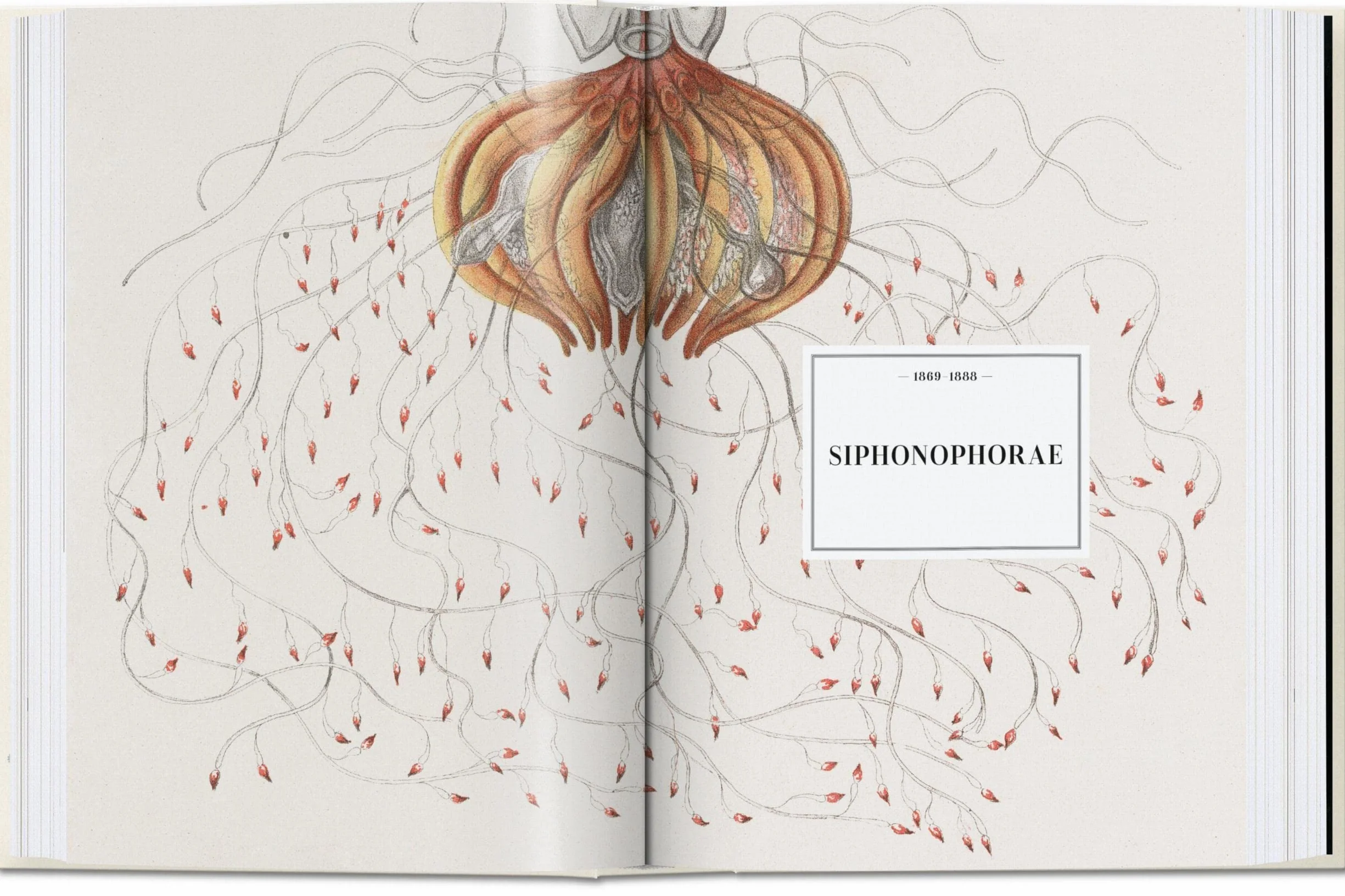 The Art and Science of Ernst Haeckel: 45th Ed.