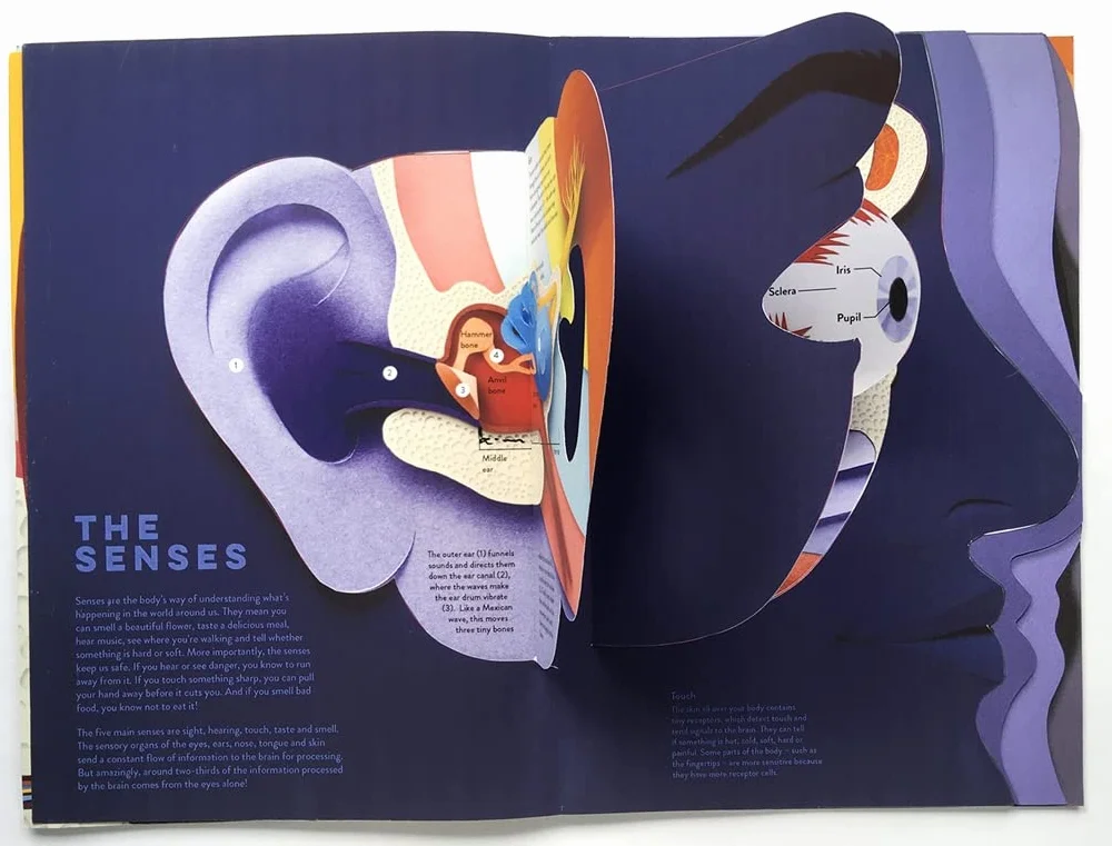 Templar Publishing: Human Body : A fact-packed novelty book with 40 flaps to lift!