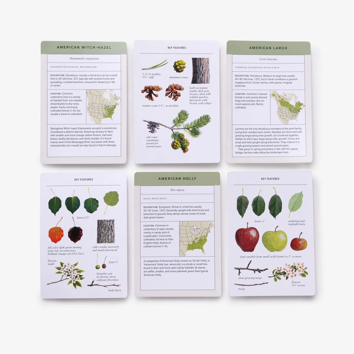 Sibley Tree Identification Flashcards: 100 Trees of North America