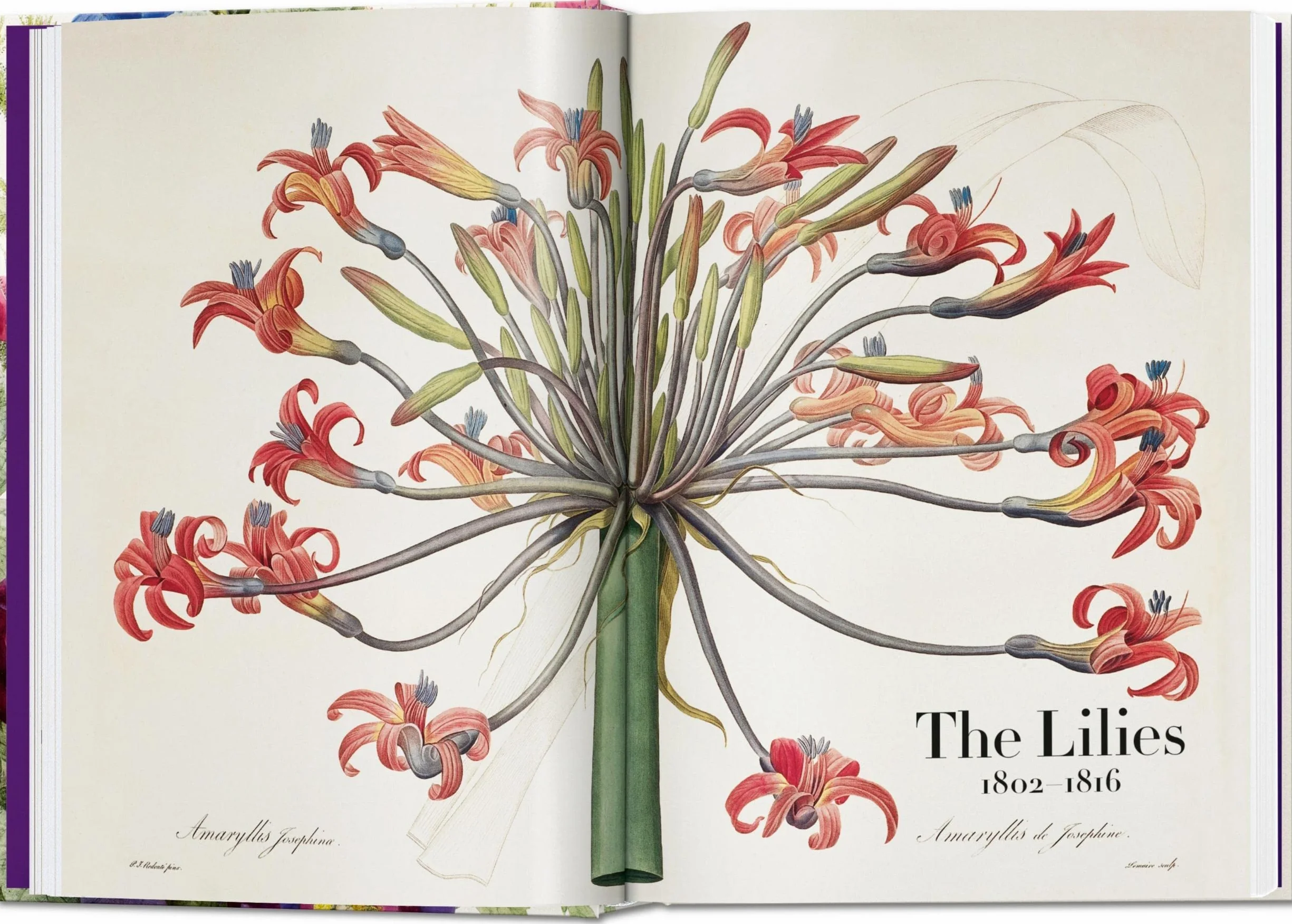Redouté: The Book of Flowers. 45th Ed.