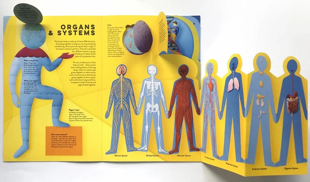 Templar Publishing: Human Body : A fact-packed novelty book with 40 flaps to lift!
