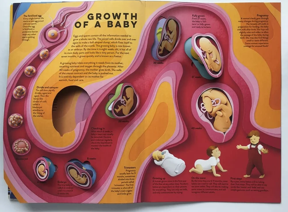 Templar Publishing: Human Body : A fact-packed novelty book with 40 flaps to lift!