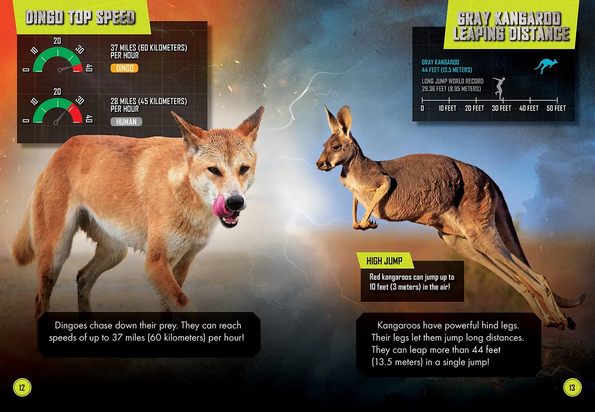 Dingo vs. Kangaroo